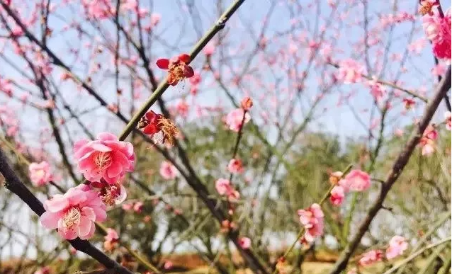 城南三校中學(xué)和小學(xué)食堂四人餐桌新增采購項(xiàng)目中標(biāo)候選人公示